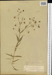 Rabelera holostea (L.) M. T. Sharples & E. A. Tripp, Восточная Европа, Центральный лесостепной район (E6) (Россия)