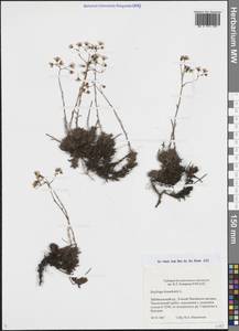 Камнеломка гребенчато-реснитчатая L., Сибирь, Прибайкалье и Забайкалье (S4) (Россия)