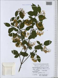 Свидина южная (C.A.Mey.) Jáv., Кавказ, Черноморское побережье (от Новороссийска до Адлера) (K3) (Россия)