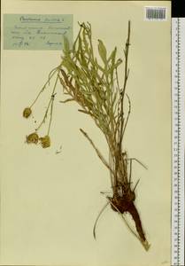Василек шероховатый L., Сибирь, Западный (Казахстанский) Алтай (S2a) (Казахстан)