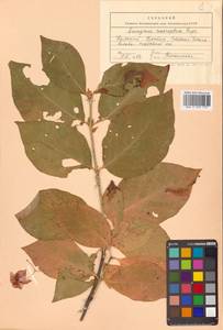 Бересклет большекрылый Rupr., Сибирь, Дальний Восток (S6) (Россия)