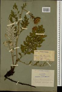 Псефеллюс закавказский Sosn., Кавказ, Азербайджан (K6) (Азербайджан)