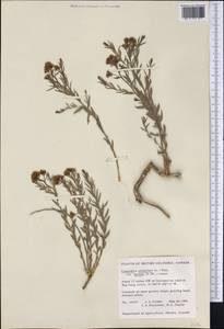 Comandra umbellata subsp. pallida (A. DC.) Piehl, Америка (AMER) (Канада)