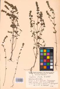 MHA 0 161 782, Очанка прямая J.P.Wolff ex J.F.Lehm., Восточная Европа, Северо-Украинский район (E11) (Украина)