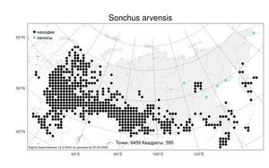 Sonchus arvensis, Осот полевой L., Атлас флоры России (FLORUS) (Россия)