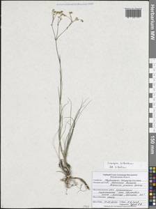 Пустынница Биберштейна (Schltdl.) Holub, Восточная Европа, Центральный лесостепной район (E6) (Россия)