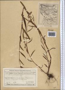 Горец развесистый, Горец щавелелистный (L.) Gray, Средняя Азия и Казахстан, Муюнкумы, Прибалхашье и Бетпак-Дала (M9) (Казахстан)