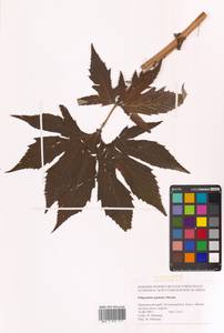 Filipendula digitata (Willd.) Bergmans, Сибирь, Дальний Восток (S6) (Россия)