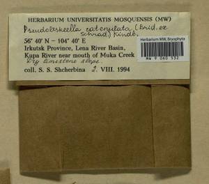 Pseudoleskeella catenulata (Brid. ex Schrad.) Kindb., Гербарий мохообразных, Мхи - Прибайкалье и Забайкалье (B18) (Россия)