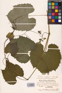 Vitis riparia Michx., Восточная Европа, Литва (E2a) (Литва)