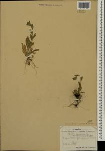 Крупка дубравная L., Монголия (MONG) (Монголия)