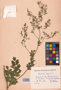 Bасилисник малый L., Восточная Европа, Южно-Украинский район (E12) (Украина)