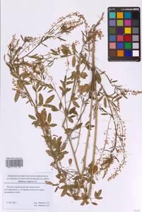 Донник волжский Poir., Восточная Европа, Московская область и Москва (E4a) (Россия)