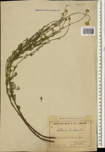 Cota tinctoria subsp. tinctoria, Кавказ, Армения (K5) (Армения)