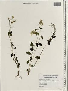 Cyanthillium cinereum (L.) H. Rob., Зарубежная Азия (ASIA) (Вьетнам)