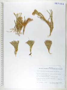 Дифазиаструм альпийский (L.) Holub, Сибирь, Дальний Восток (S6) (Россия)