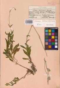 Смолевка обыкновенная, Хлопушка (Moench) Garcke, Восточная Европа, Западно-Украинский район (E13) (Украина)