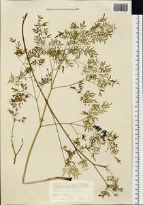 Гирчовница болотная (L.) Hoffm., Сибирь, Западная Сибирь (S1) (Россия)