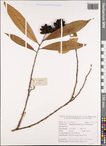 Disepalum petelotii (Merr.) D. M. Johnson, Зарубежная Азия (ASIA) (Вьетнам)