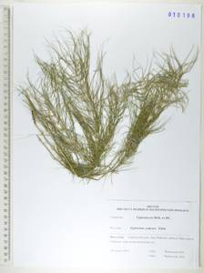 Хвощ луговой Ehrh., Сибирь, Дальний Восток (S6) (Россия)