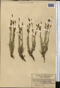 Campanula albertii Trautv., Средняя Азия и Казахстан, Западный Тянь-Шань и Каратау (M3) (Киргизия)