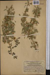 Caragana halodendron (Pall.) Dum.Cours., Средняя Азия и Казахстан, Западный Тянь-Шань и Каратау (M3) (Казахстан)
