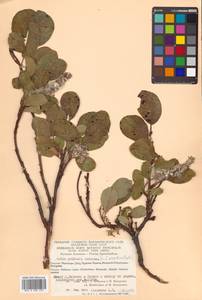 Salix arctica subsp. crassijulis (Trautv.) A. K. Skvortsov, Сибирь, Чукотка и Камчатка (S7) (Россия)