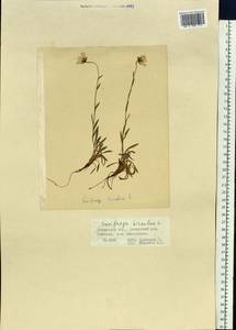 Камнеломка болотная L., Сибирь, Чукотка и Камчатка (S7) (Россия)
