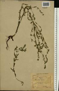 Буглосоидес полевой, Воробейник полевой (L.) I.M.Johnst., Восточная Европа, Северо-Западный район (E2) (Россия)