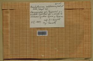 Brachythecium salebrosum (Hoffm. ex F. Weber & D. Mohr) Schimp., Гербарий мохообразных, Мхи - Центральное Нечерноземье (B6) (Россия)