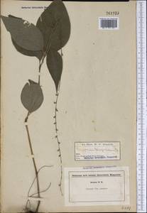 Persicaria virginiana (L.) Gaertn., Америка (AMER) (Неизвестно)