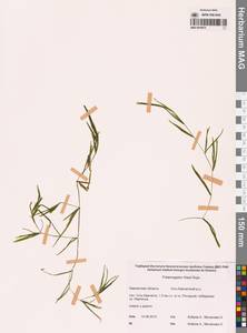 Рдест Фриза, Рдест Фриса Rupr., Сибирь, Чукотка и Камчатка (S7) (Россия)