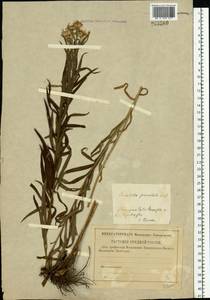 Galatella sedifolia subsp. sedifolia, Восточная Европа, Центральный лесной район (E5) (Россия)