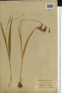 Шпажник болотный Gaudin, Восточная Европа, Белоруссия (E3a) (Белоруссия)