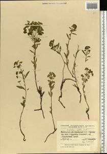 Молочай мелкоплодный (Prokh.) Krylov, Восточная Европа, Средневолжский район (E8) (Россия)