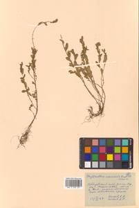 Cathetus ussuriensis (Rupr. & Maxim.) R.W.Bouman, Сибирь, Дальний Восток (S6) (Россия)