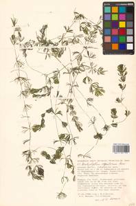 Ceratophyllum platyacanthum subsp. oryzetorum (Kom.) Les, Сибирь, Дальний Восток (S6) (Россия)