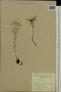 Хвощ луговой Ehrh., Восточная Европа, Северный район (E1) (Россия)