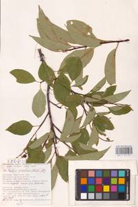 Черемуха поздняя Ehrh., Восточная Европа, Южно-Украинский район (E12) (Украина)