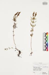 Вероника австрийская L., Восточная Европа, Центральный район (E4) (Россия)