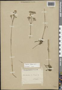 Смолка обыкновенная Röhl., Восточная Европа, Центральный район (E4) (Россия)