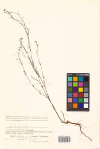 Cynanchica pyrenaica subsp. cynanchica (L.) P.Caputo & Del Guacchio, Восточная Европа, Нижневолжский район (E9) (Россия)