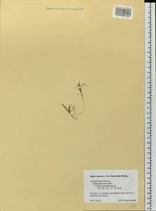 Наяда морская L., Восточная Европа, Западный район (E3) (Россия)