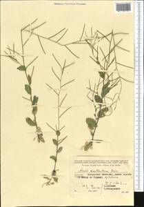 Резуха ушастая Lam., Средняя Азия и Казахстан, Копетдаг, Бадхыз, Малый и Большой Балхан (M1) (Туркмения)