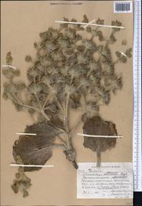 Phlomoides multifurcata Salmaki, Средняя Азия и Казахстан, Западный Тянь-Шань и Каратау (M3) (Киргизия)