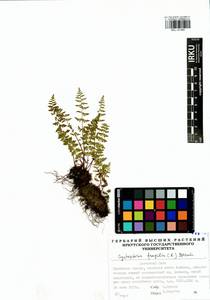 Пузырник ломкий (L.) Bernh., Сибирь, Прибайкалье и Забайкалье (S4) (Россия)