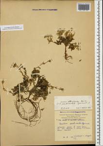 Cerastium purpurascens var. elbrusense (Boiss.) Möschl, Кавказ, Армения (K5) (Армения)