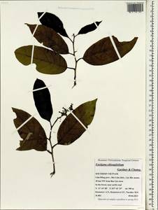 Eustigma oblongifolium Gardner & Champ., Зарубежная Азия (ASIA) (Вьетнам)