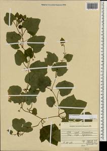 Cucurbitaceae, Зарубежная Азия (ASIA) (Вьетнам)