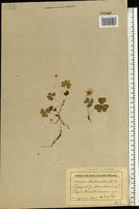 Кислица обыкновенная L., Восточная Европа, Белоруссия (E3a) (Белоруссия)